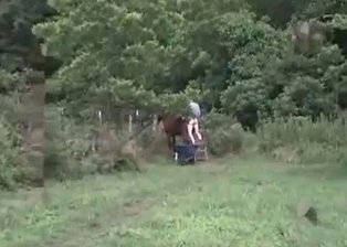 Horse in the sexiest animality XXX