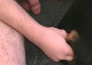 Hairy dick of a horny stray