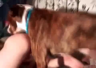 Animal action with a foxy redhead zoophile