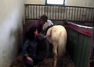Horse and zoophile are enjoying each other