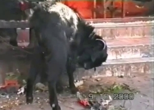 Black goat is drinking his own pee