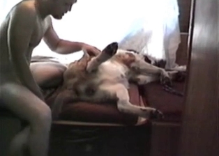 Fellow having all sorts of bestiality entertainment