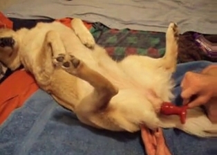 Impressive amateur bestiality sex action