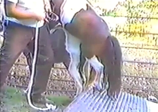 Impressive outdoor bestiality with two sexy ponies