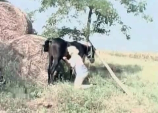 Pony likes dirty and nasty bestiality sex